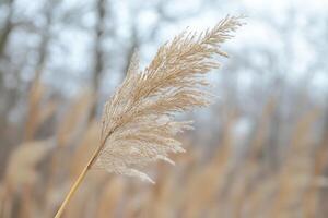 Close-up of a dried grass plume in a foggy landscape. photo