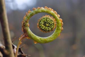 Close-up of a fern frond unfurling in nature. photo