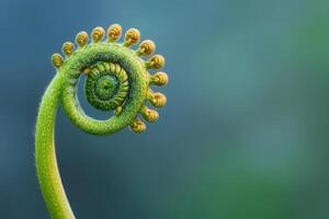Close-up of a fern frond in spiral formation. photo