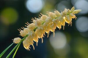 Close-up of a flowering plant with delicate yellow blooms. photo