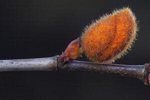 Close-up of a fuzzy orange bud on a twig. photo