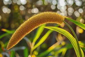 Close-up of a flowering plant with vibrant yellow spikes. photo