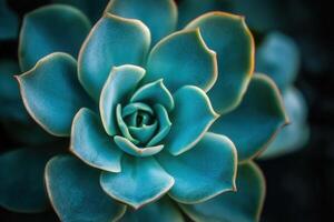Close-up of a succulent plant with vibrant colors. photo