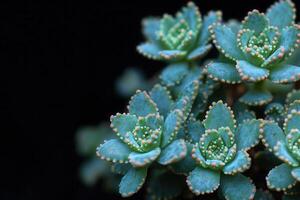 Close-up of a succulent plant with vibrant green leaves. photo