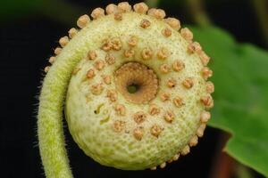 Close-up of a unique, spiraled plant structure. photo
