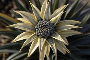 Close-up of a unique, spiky plant resembling a pineapple. photo
