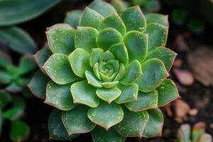 Close-up of a vibrant green succulent plant. photo