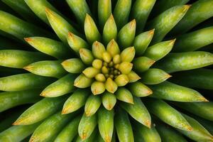 Close-up of a vibrant green plant in a spiral formation. photo