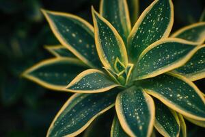 Close-up of a vibrant green plant with yellow edges. photo