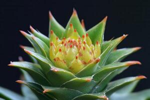 Close-up of a vibrant green succulent plant. photo