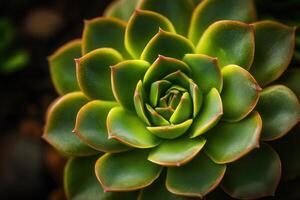 Close-up of a vibrant green succulent plant. photo