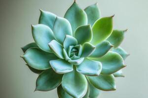 Close-up of a vibrant succulent plant. photo