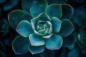 Close-up of a vibrant succulent plant. photo