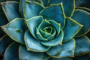 Close-up of a vibrant succulent plant. photo