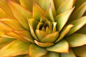 Close-up of a vibrant succulent plant. photo