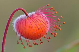 Close-up of a vibrant, unique flower with delicate features. photo