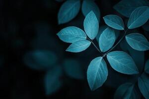 Close-up of blue-toned leaves against a dark background. photo