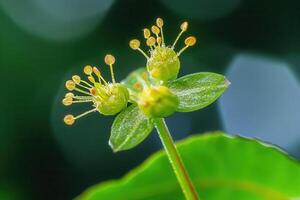 Close-up of delicate plant flowers with vibrant details. photo