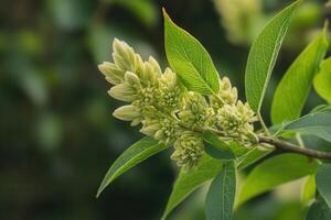 Close-up of flowering plant buds and green leaves. photo