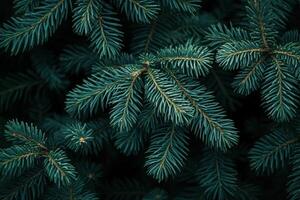 Close-up of evergreen tree branches with lush foliage. photo