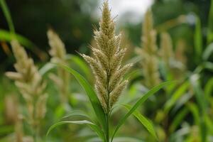 Close-up of flowering grass with green leaves. photo