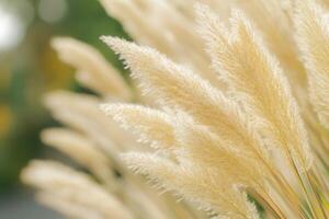 Close-up of fluffy, golden pampas grass in nature. photo