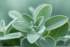Close-up of lush green sage leaves with fine texture. photo