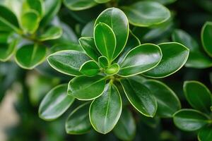 Close-up of glossy green leaves with a vibrant appearance. photo