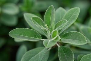 Close-up of green leaves showcasing texture and growth. photo