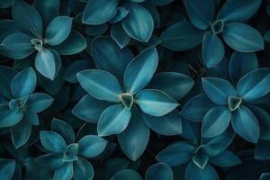 Close-up of lush, dark green succulent leaves. photo