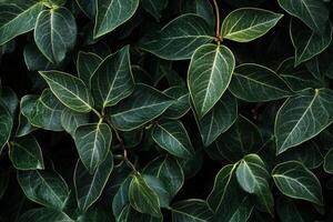 Close-up of lush green leaves with vibrant veins. photo