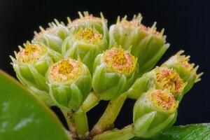 Close-up of plant buds with vibrant floral details. photo