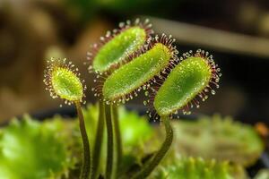 Close-up of sundew plants with dew droplets. photo