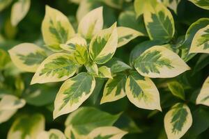 Close-up of variegated green and cream leaves. photo