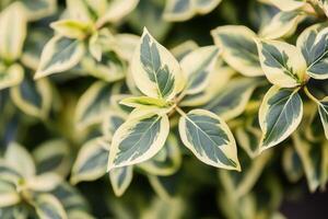 Close-up of variegated green and cream leaves. photo