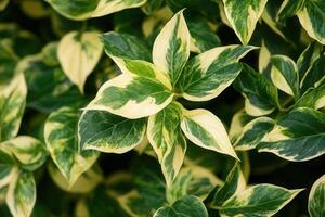Close-up of variegated green and cream leaves. photo