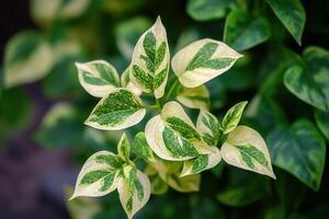 Close-up of variegated green and cream leaves. photo