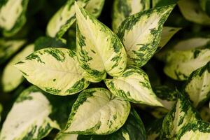 Close-up of variegated green and white plant leaves. photo