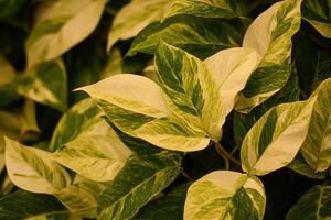 Close-up of variegated green and white leaves. photo