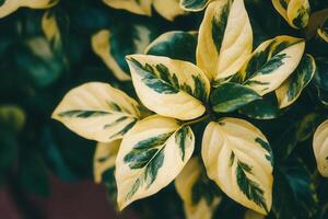 Close-up of variegated green and yellow leaves. photo