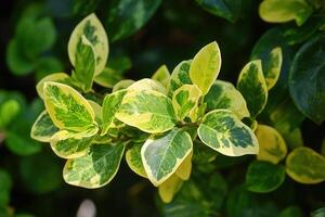 Close-up of variegated green and yellow leaves. photo