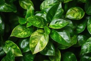 Close-up of vibrant green leaves with variegation. photo