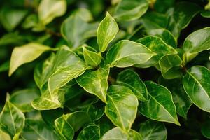 Close-up of vibrant green leaves with variegated patterns. photo