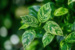 Close-up of vibrant green leaves with variegated patterns. photo