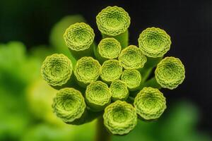 Close-up of green plant structures resembling flowers. photo