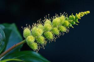 Close-up of green plant inflorescence with delicate structures. photo