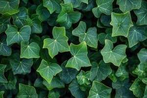 Close-up of lush green ivy leaves with intricate patterns. photo