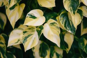 Close-up of variegated green and yellow leaves. photo