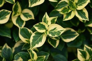 Close-up of variegated green and yellow leaves. photo