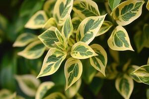 Close-up of variegated green and yellow leaves. photo